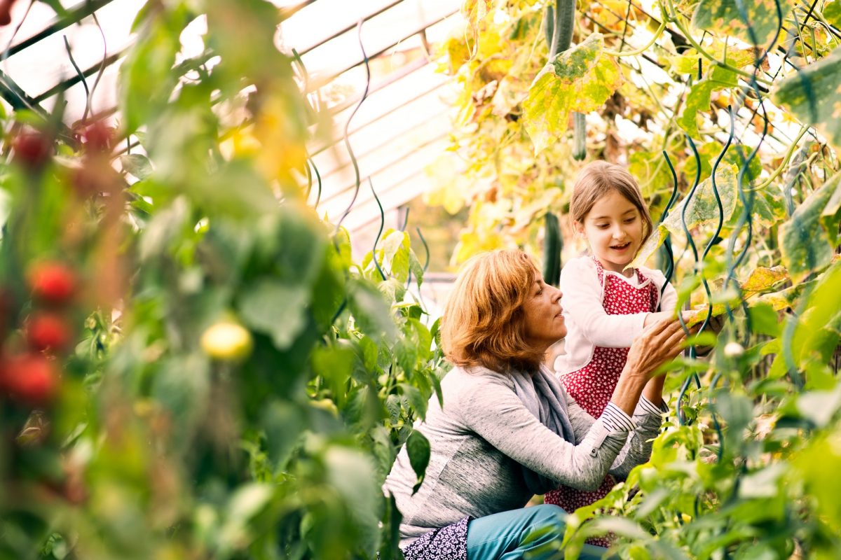 Senior woman with grandaughter gardening in the backyard garden.